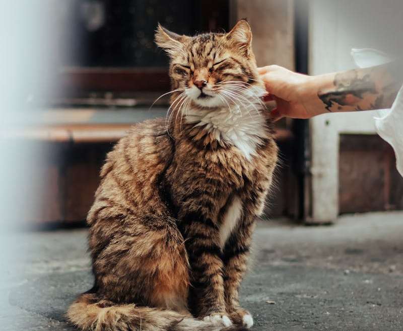 How to Get Rid of Cat Fur in Your House